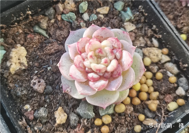 天鹅绒