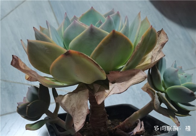 白凤