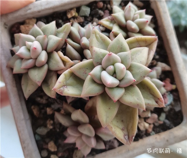 象牙
