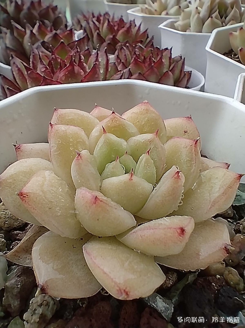 掌心里的多肉