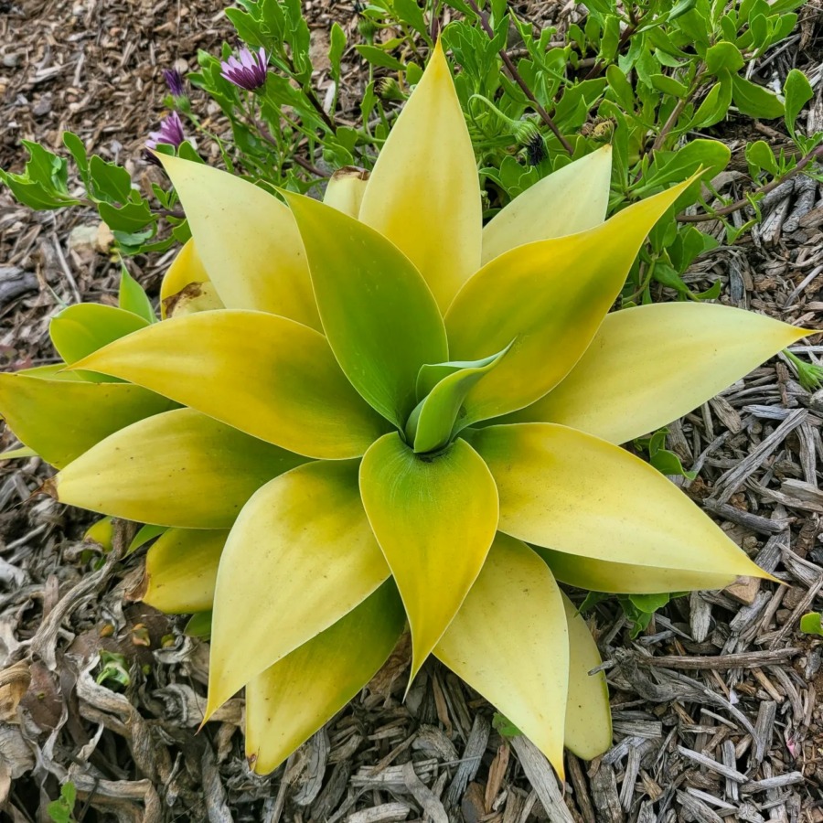 Agave attenuata 翠绿龙舌兰