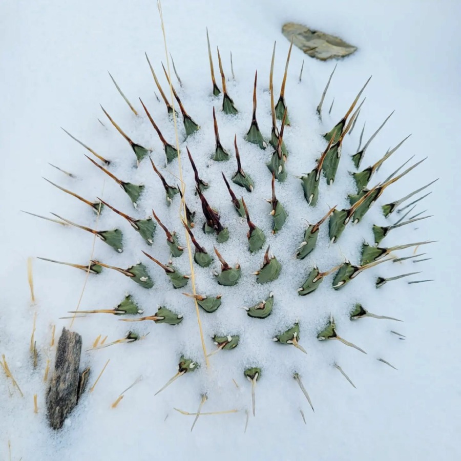 Agave utahensis 妖炎