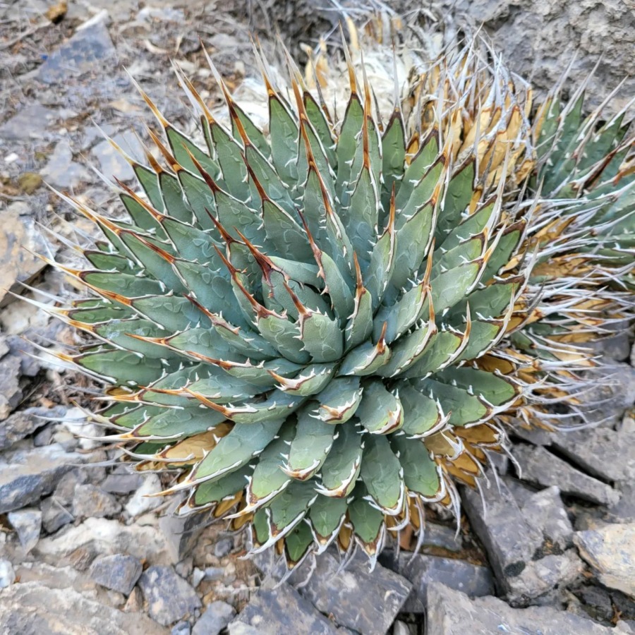 Agave utahensis 妖炎