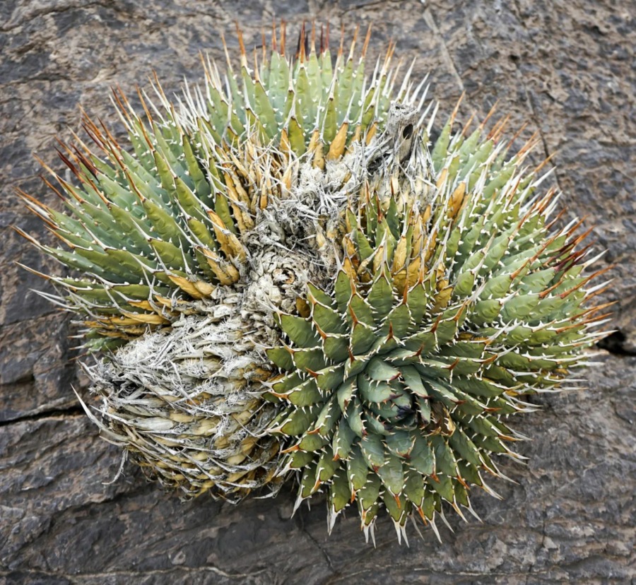 Agave utahensis 妖炎