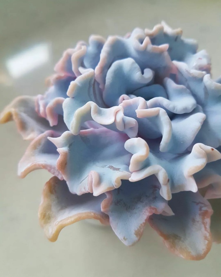 芭蕾舞 Echeveria 'Crispate Beauty' 