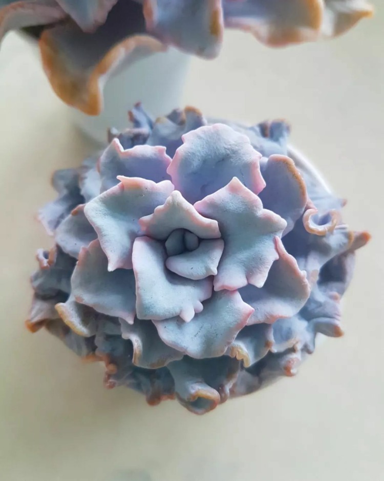 芭蕾舞 Echeveria 'Crispate Beauty' 