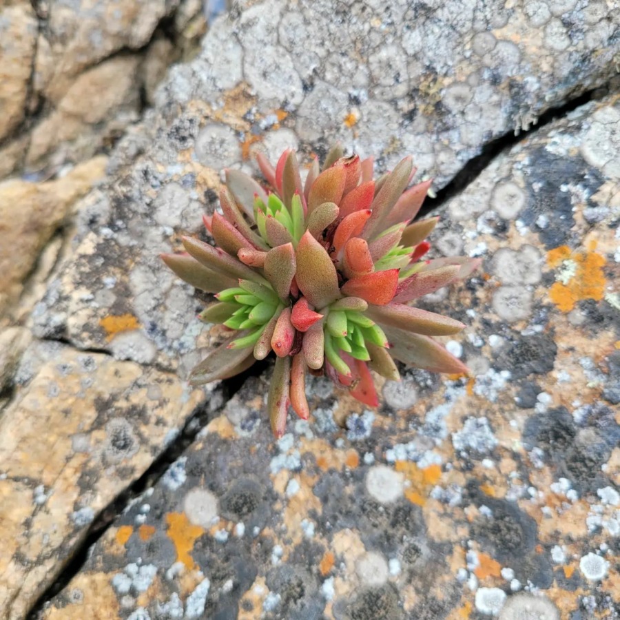 Dudleya anomala 阿诺玛拉