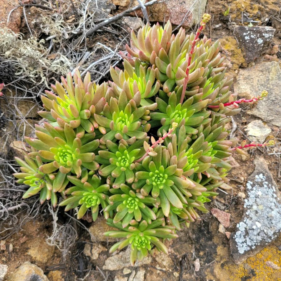 Dudleya anomala 阿诺玛拉