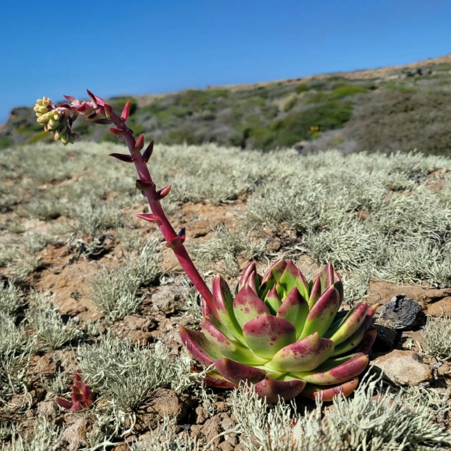Dudleya brittonii 布瑞东尼