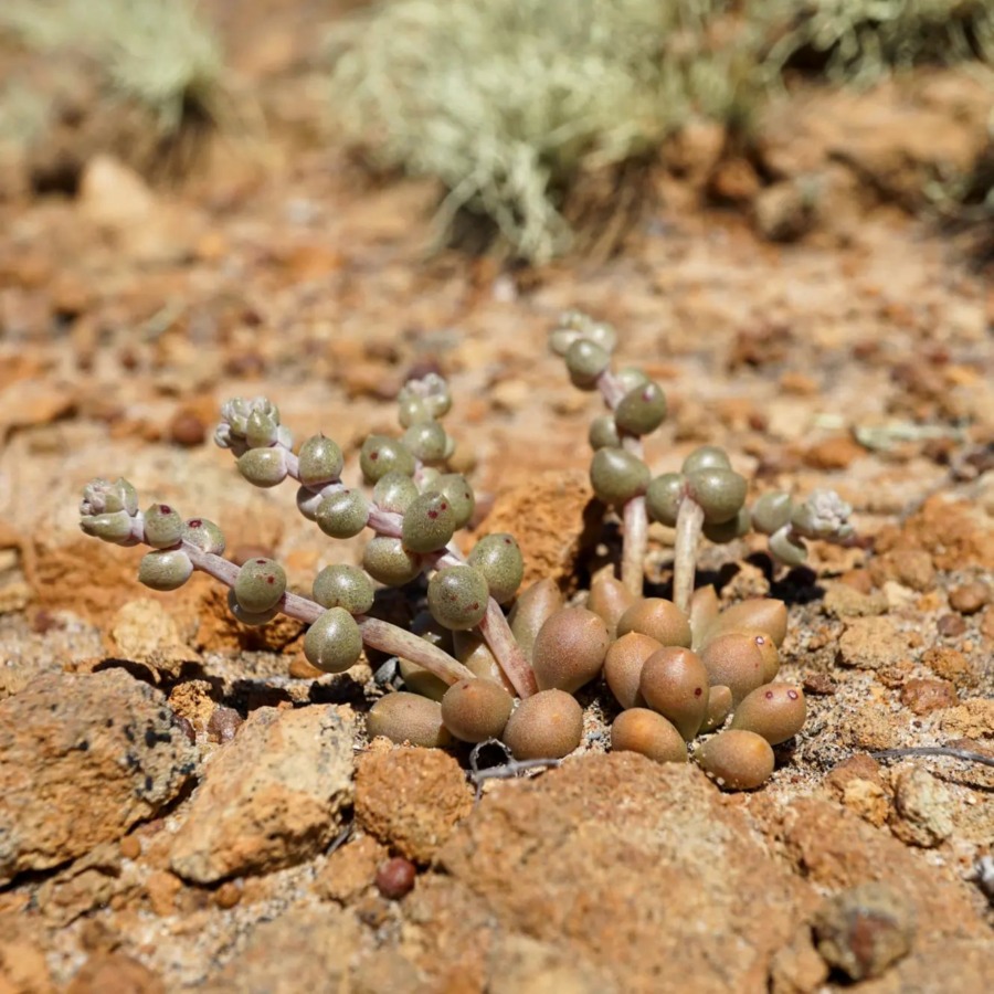 Dudleya crassifolia