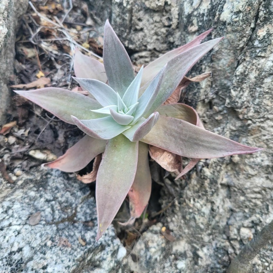 Dudleya nubigena 奴婢吉娜