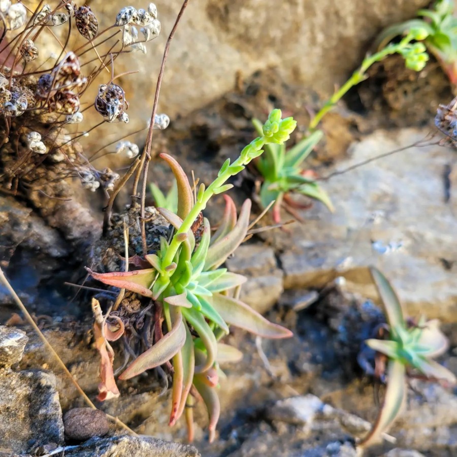 Dudleya nubigena ssp. cerralvensis 奴婢吉娜亚种