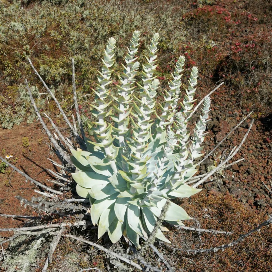 Dudleya anthonyi 安东尼 