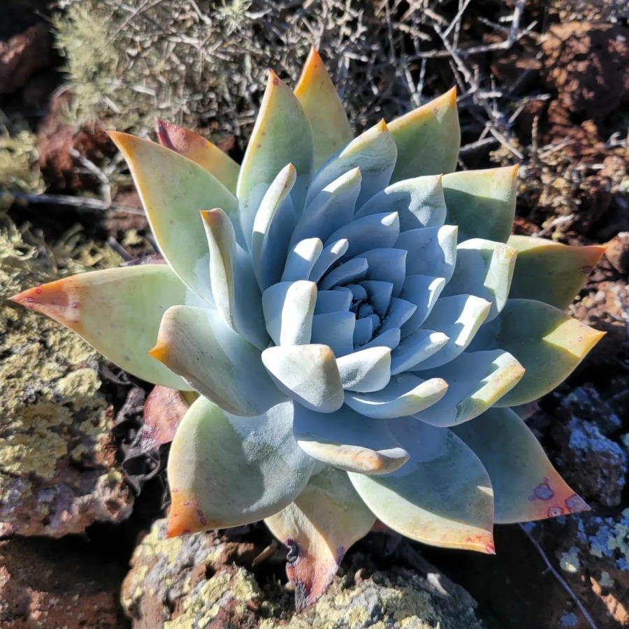 Dudleya anthonyi 安东尼 