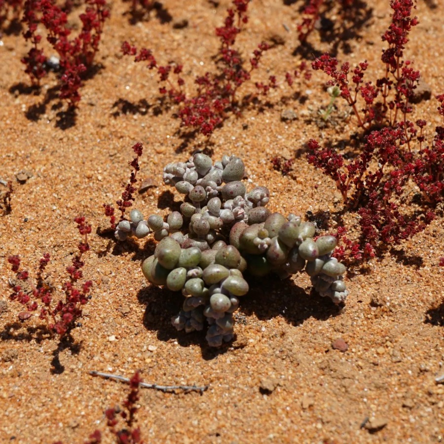 Dudleya blochmaniae 布洛奇马尼埃亚种  Dudleya blochmaniae ssp. brevifolia