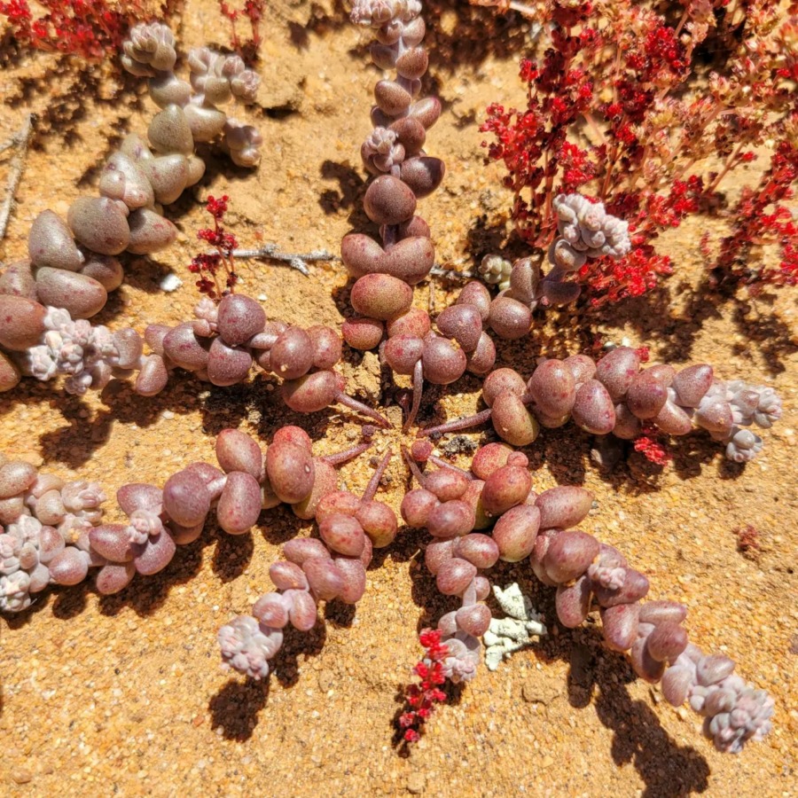 Dudleya blochmaniae 布洛奇马尼埃亚种  Dudleya blochmaniae ssp. brevifolia