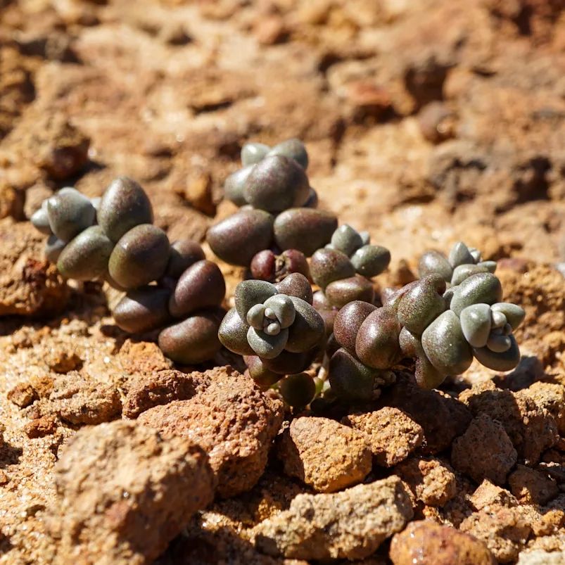 Dudleya blochmaniae 布洛奇马尼埃亚种  Dudleya blochmaniae ssp. brevifolia