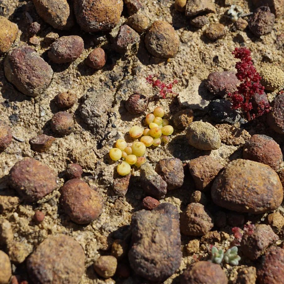 Dudleya blochmaniae 布洛奇马尼埃亚种  Dudleya blochmaniae ssp. brevifolia