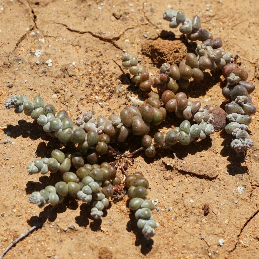 Dudleya blochmaniae 布洛奇马尼埃亚种  Dudleya blochmaniae ssp. brevifolia