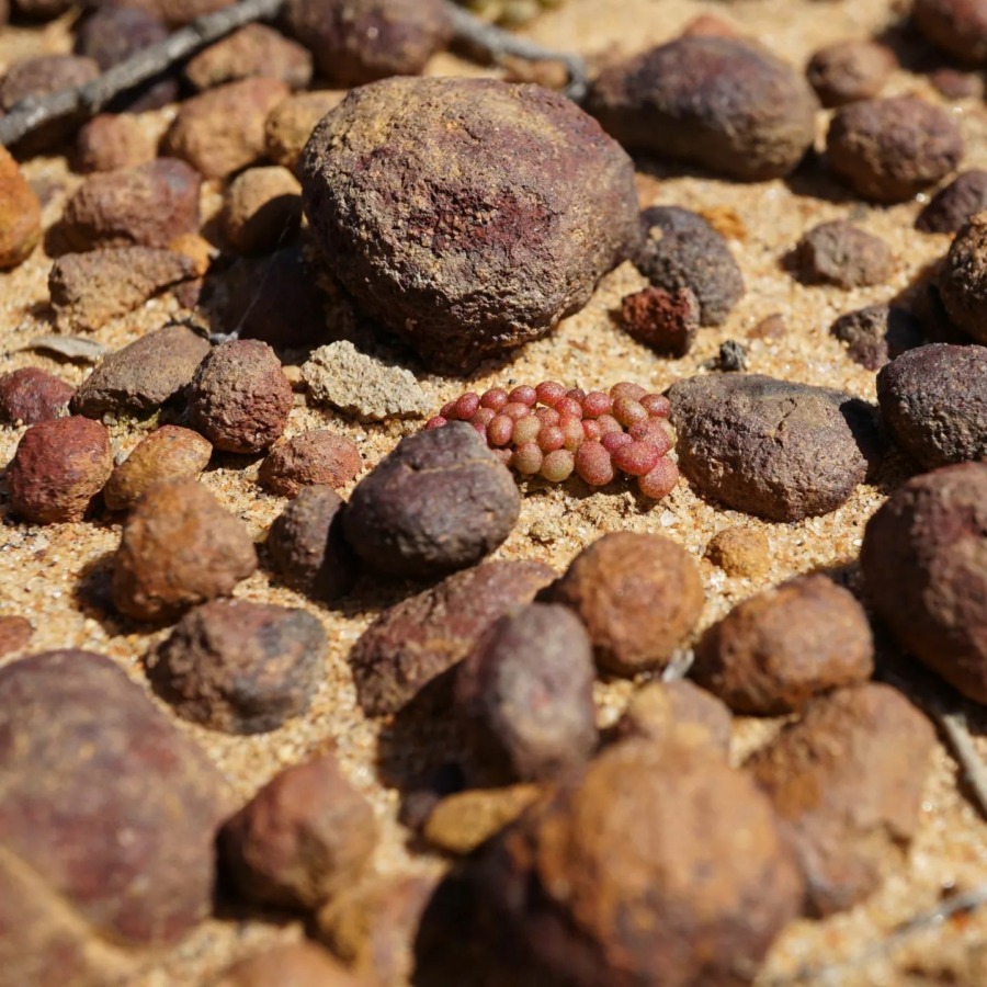 Dudleya blochmaniae 布洛奇马尼埃亚种  Dudleya blochmaniae ssp. brevifolia