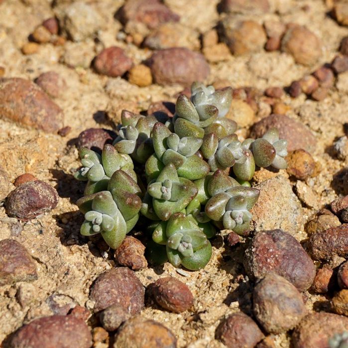 Dudleya blochmaniae 布洛奇马尼埃亚种  Dudleya blochmaniae ssp. brevifolia