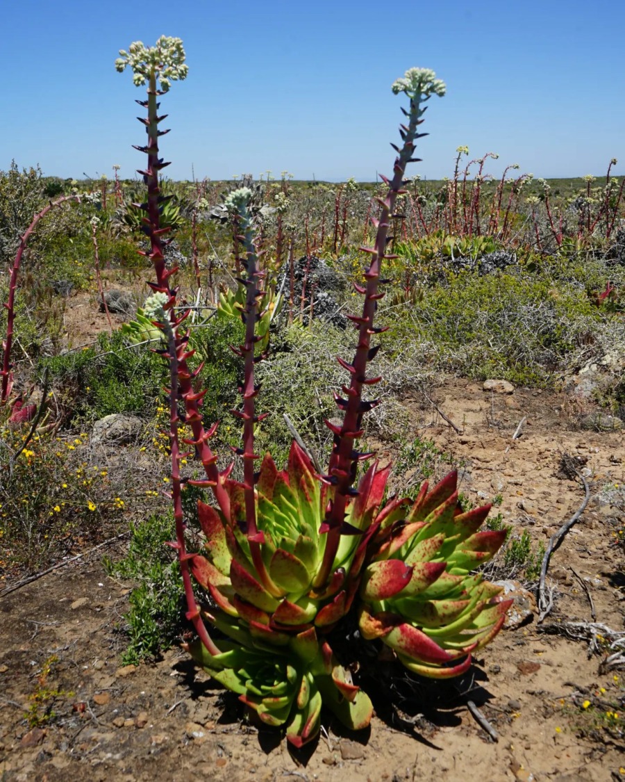 Dudleya brittonii 布瑞东尼