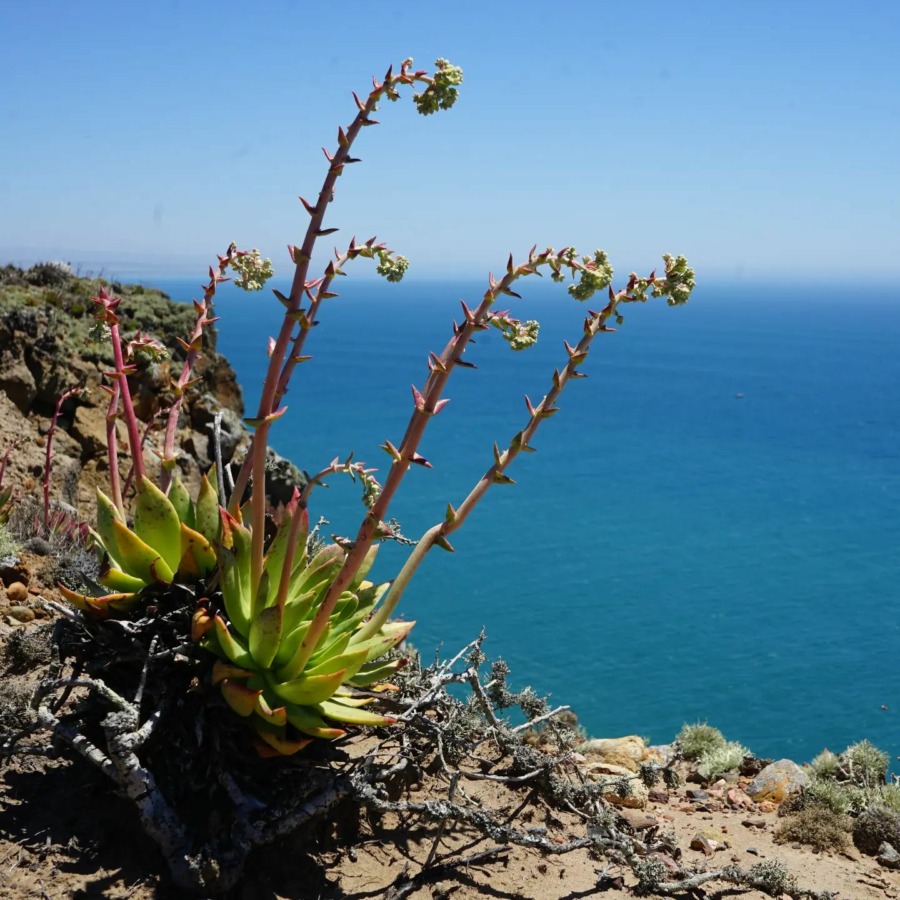 Dudleya brittonii 布瑞东尼