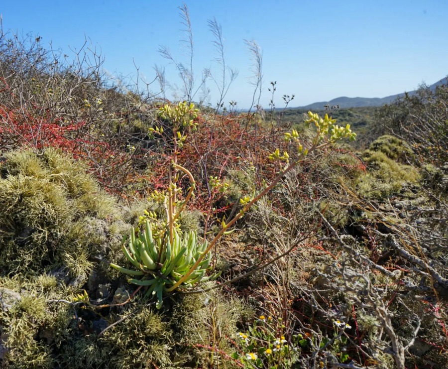 Dudleya cultrata 库尔卓塔