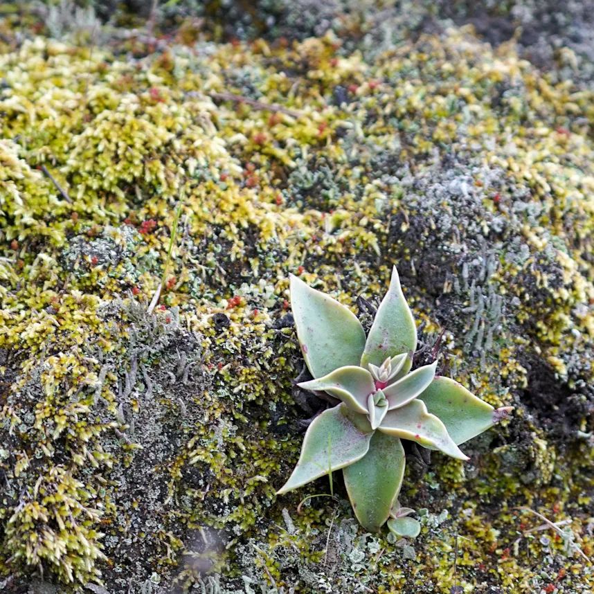 Dudleya lanceolata 蓝锁拉塔