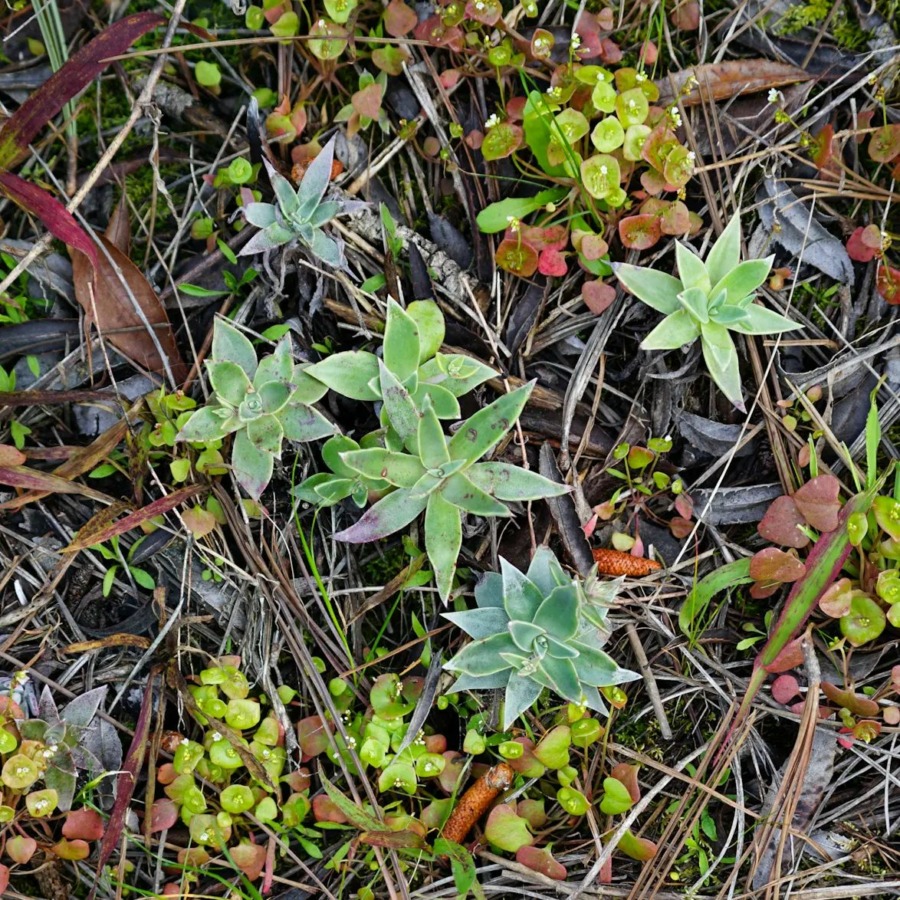 Dudleya lanceolata 蓝锁拉塔