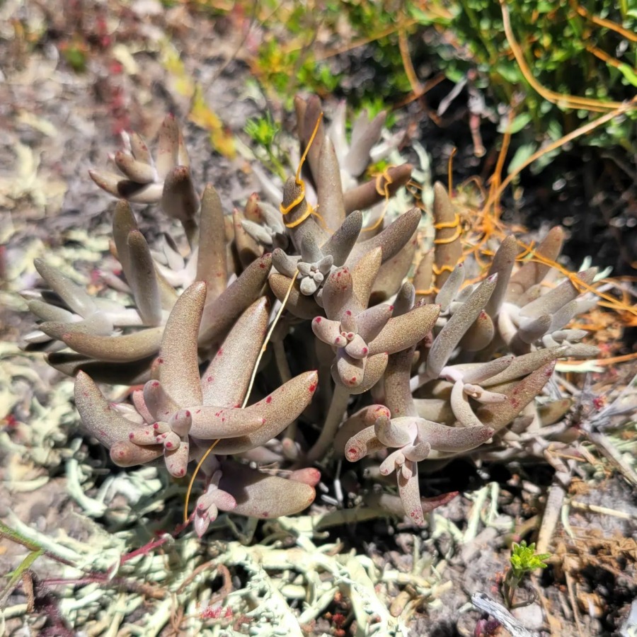 Dudleya hendrixii 亨德里克斯