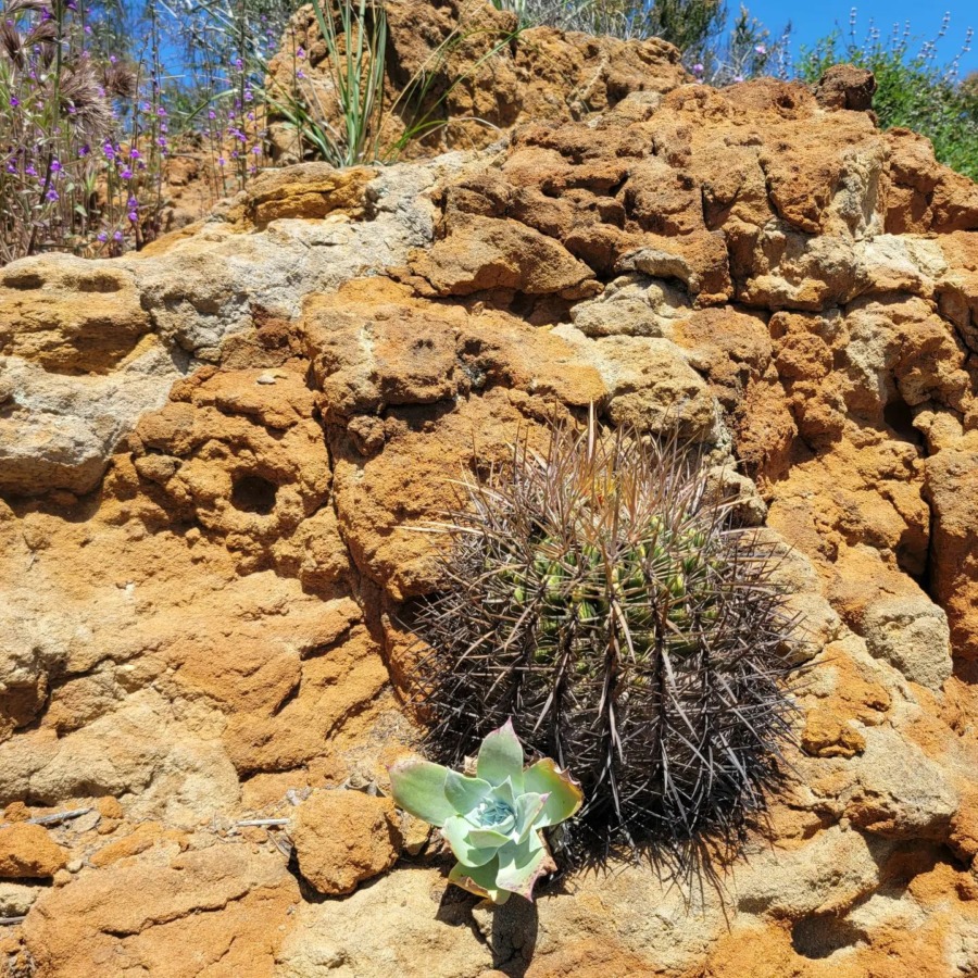 Dudleya pulverulenta 雪山 