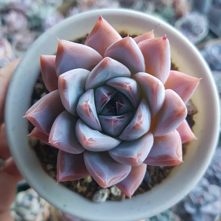 Echeveria Sublime