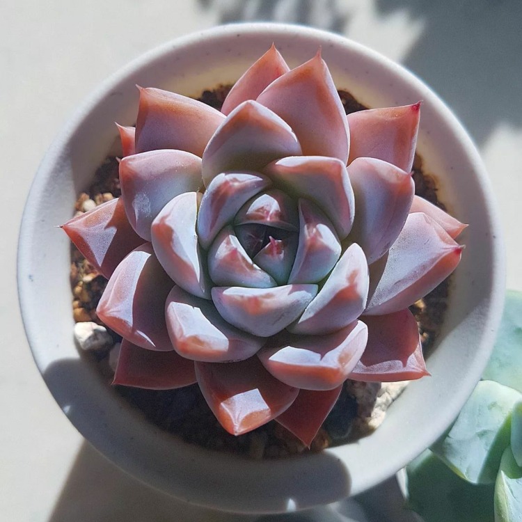 Echeveria Sublime