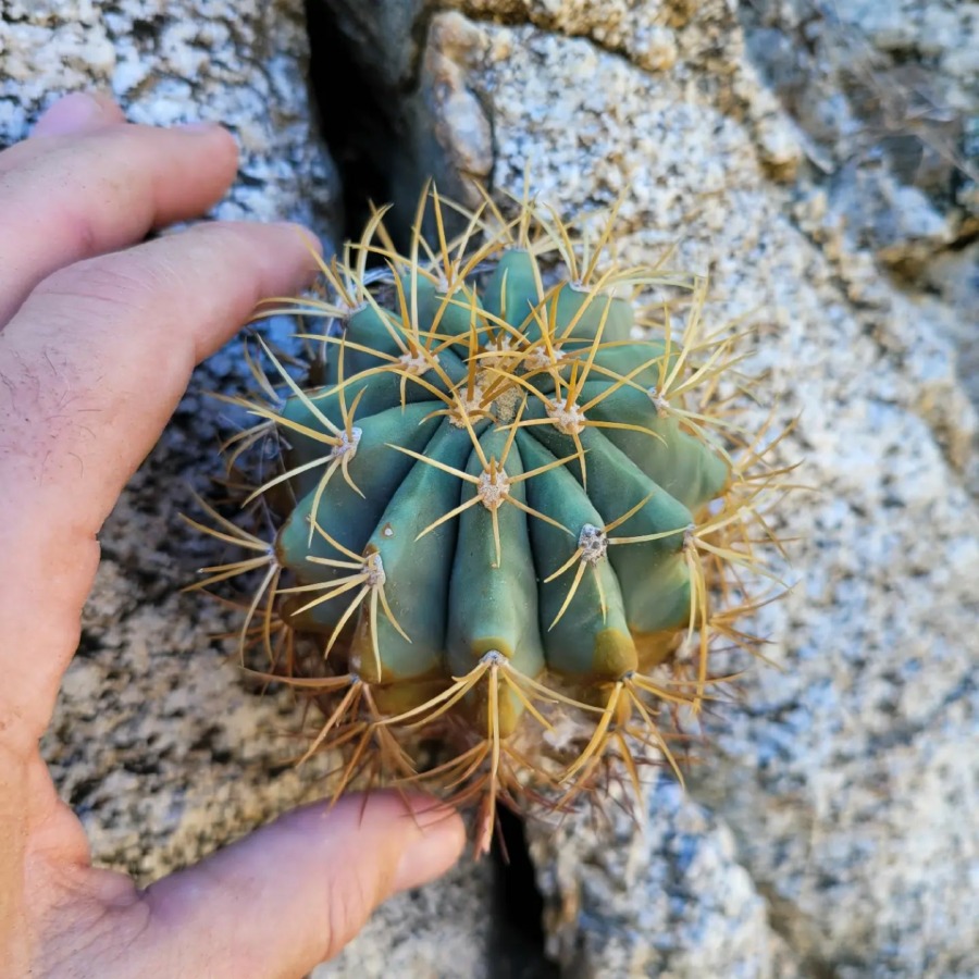 Ferocactus diguetii 紫禁城
