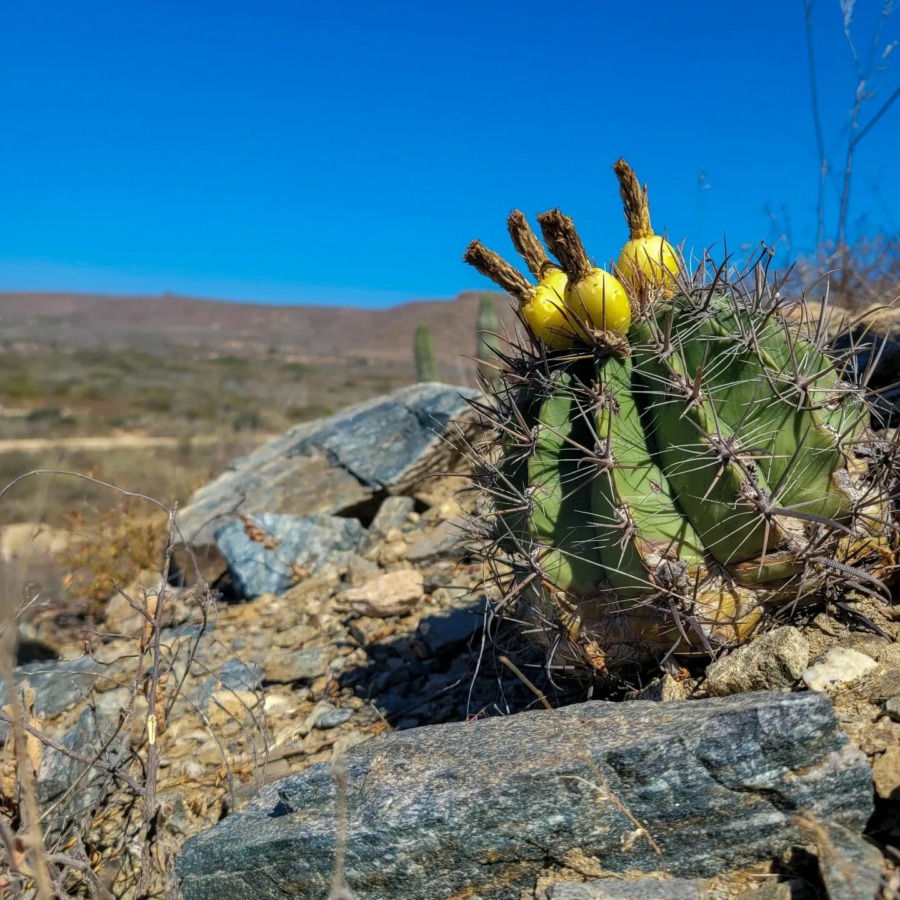 Ferocactus townsendianus 巨鹫玉