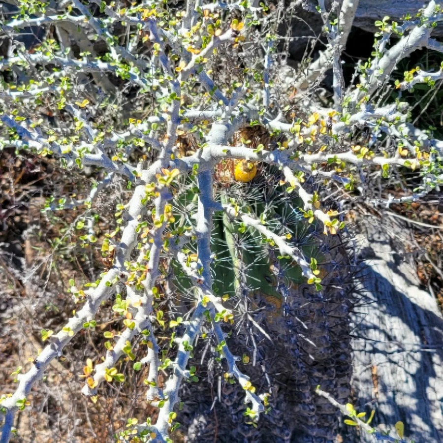 Ferocactus townsendianus 巨鹫玉