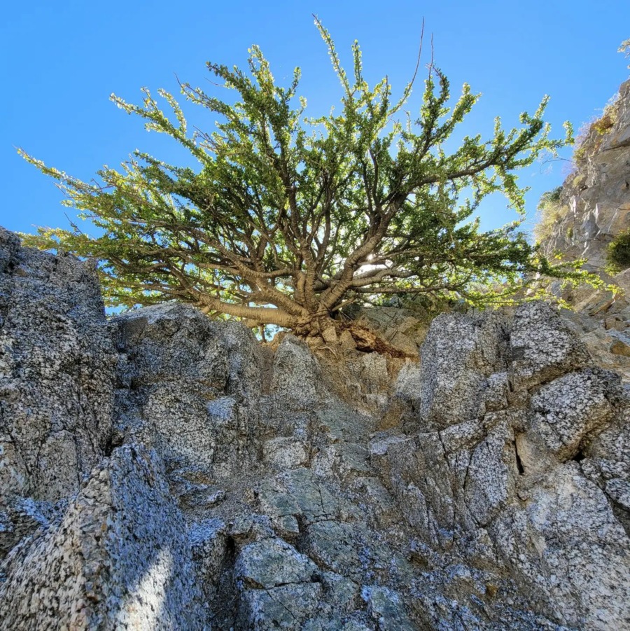 Jatropha cuneata  麻疯树属的