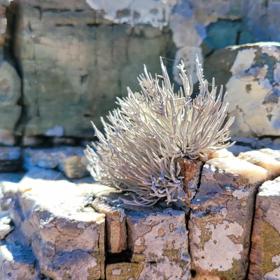 Lichen 一种地衣