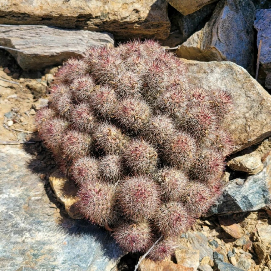 Mammillaria albicans ssp. fraileana 秀明殿