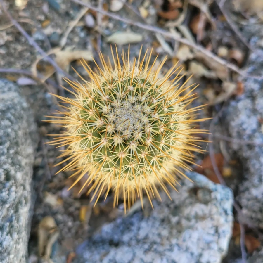 Mammillaria cerralboa 白须丸