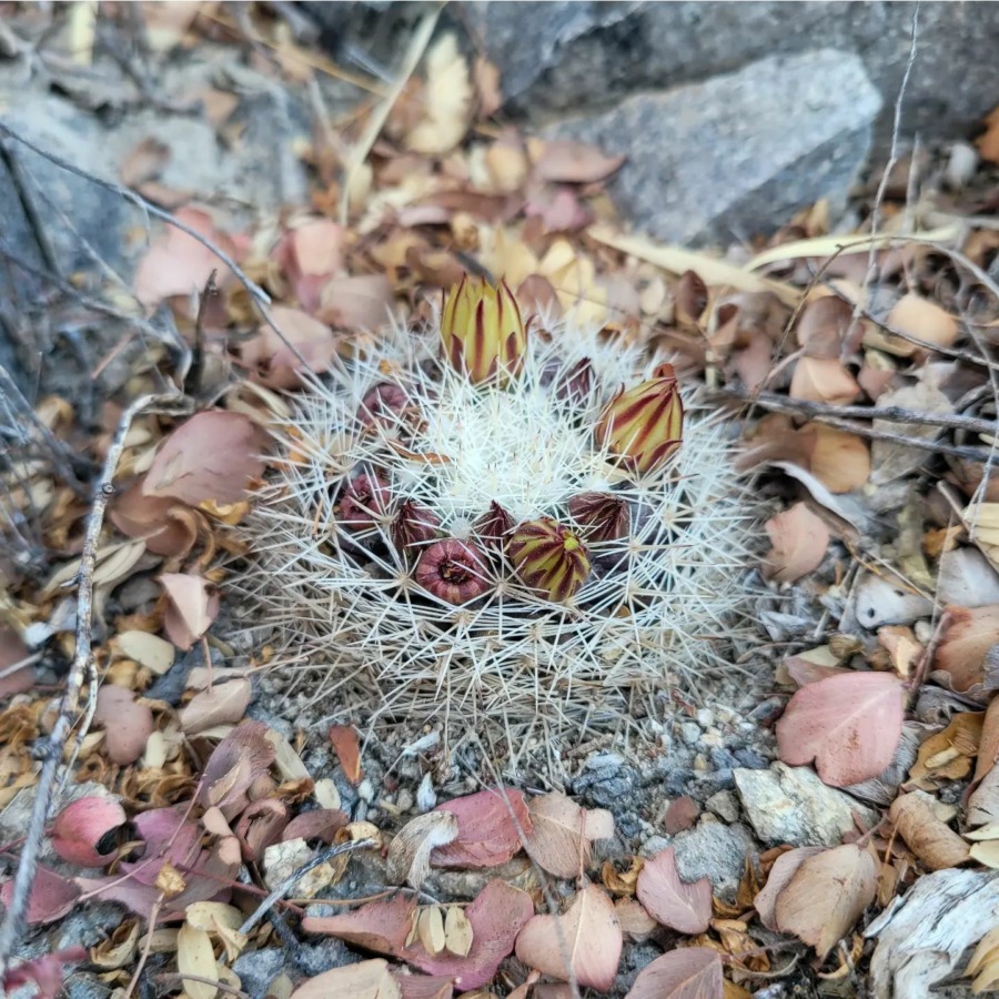 Mammillaria petrophila 红夏莉