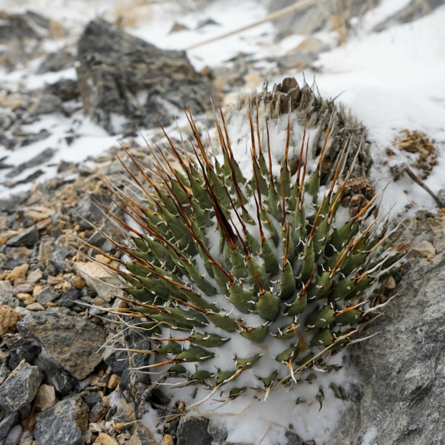 Agave utahensis 妖炎