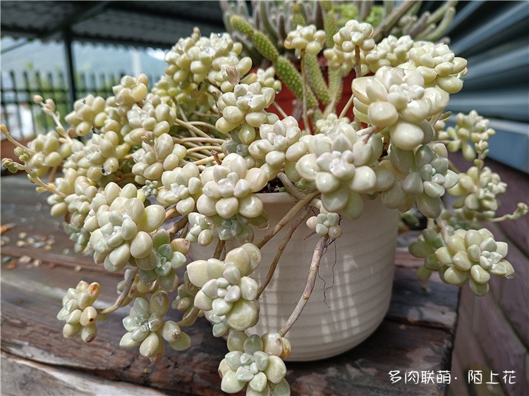 丸叶姬秋丽