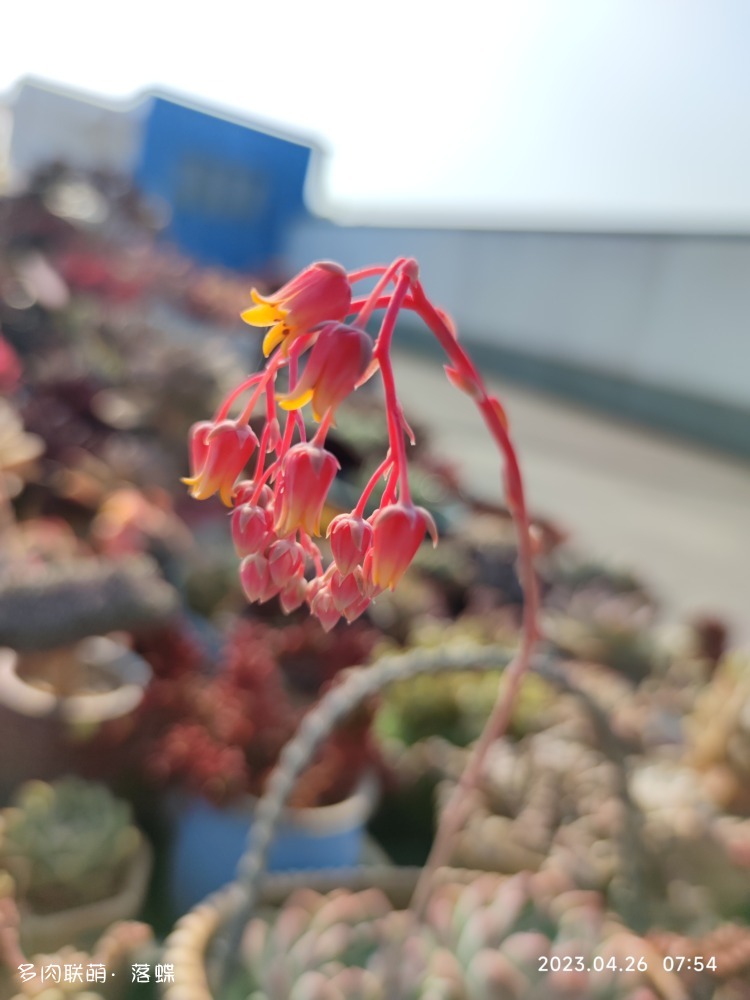 四月花开时，多肉也灿烂