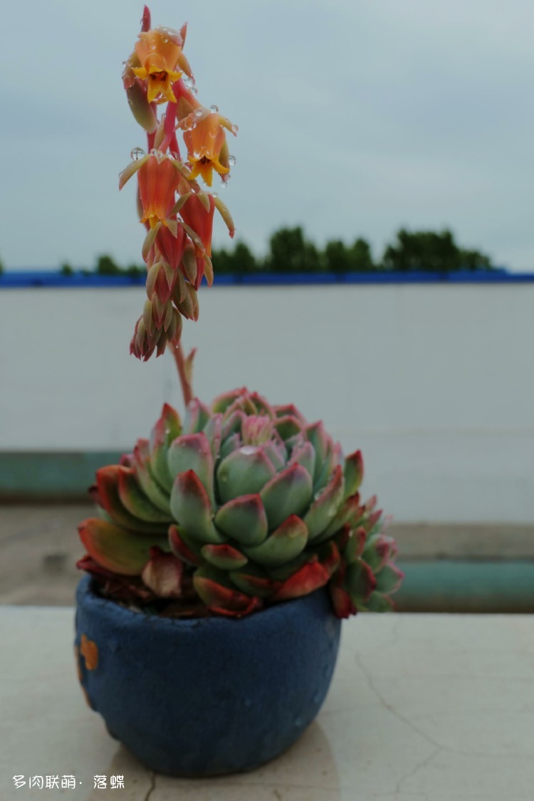 四月花开时，多肉也灿烂