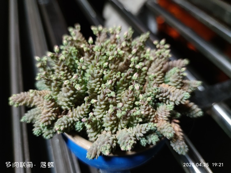 四月花开时，多肉也灿烂