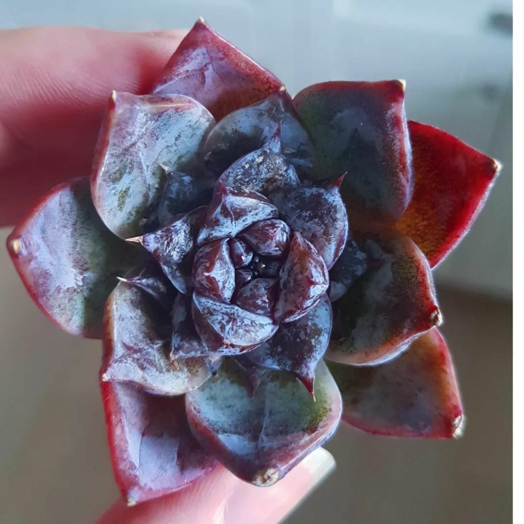 Echeveria 'black raccoon' 黑浣熊