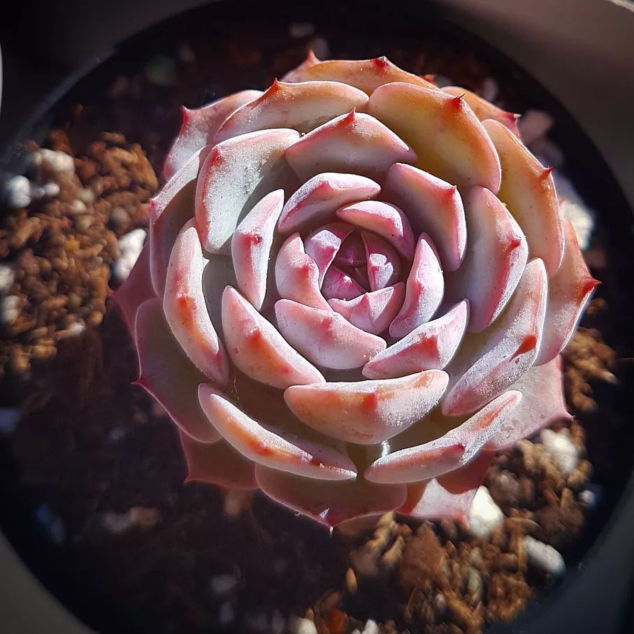 echeveria lillian