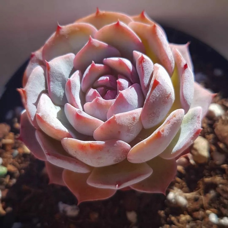 echeveria lillian